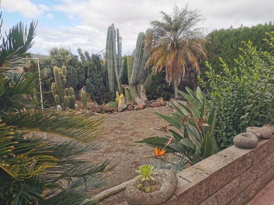 Los Cactus Санта-Крус-де-Тенеріфе Екстер'єр фото